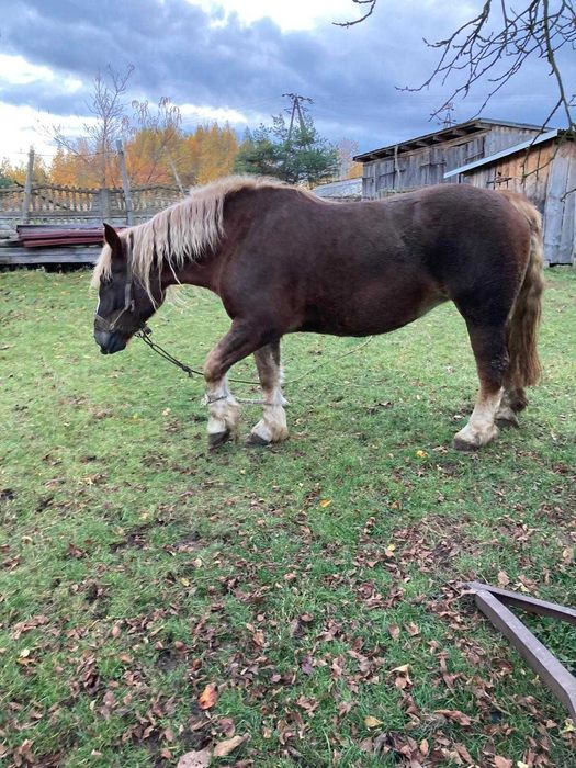 Klacz zimnokrwista maści kasztanowatej