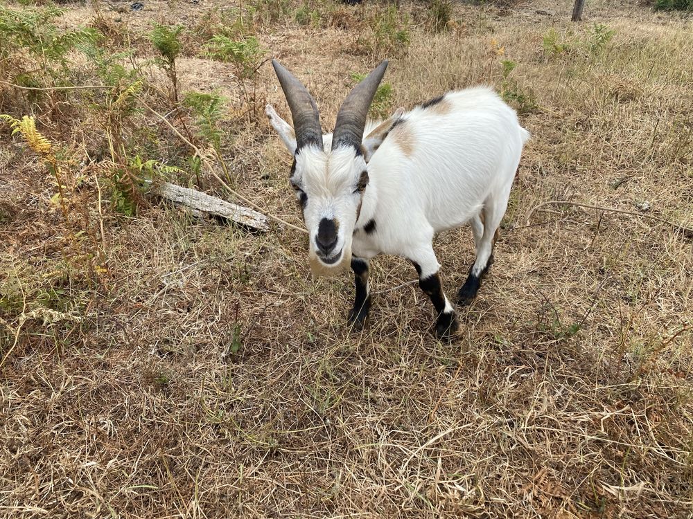 Cabra Micro branca muito doceis