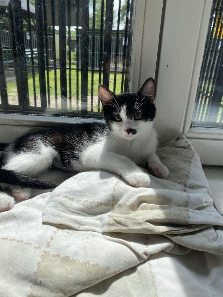 Towarzyska i urocza Charlotte do świadomej adopcji