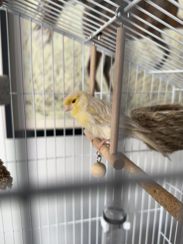 Vendo Gaiola Completa para Canários – Tudo Incluído!