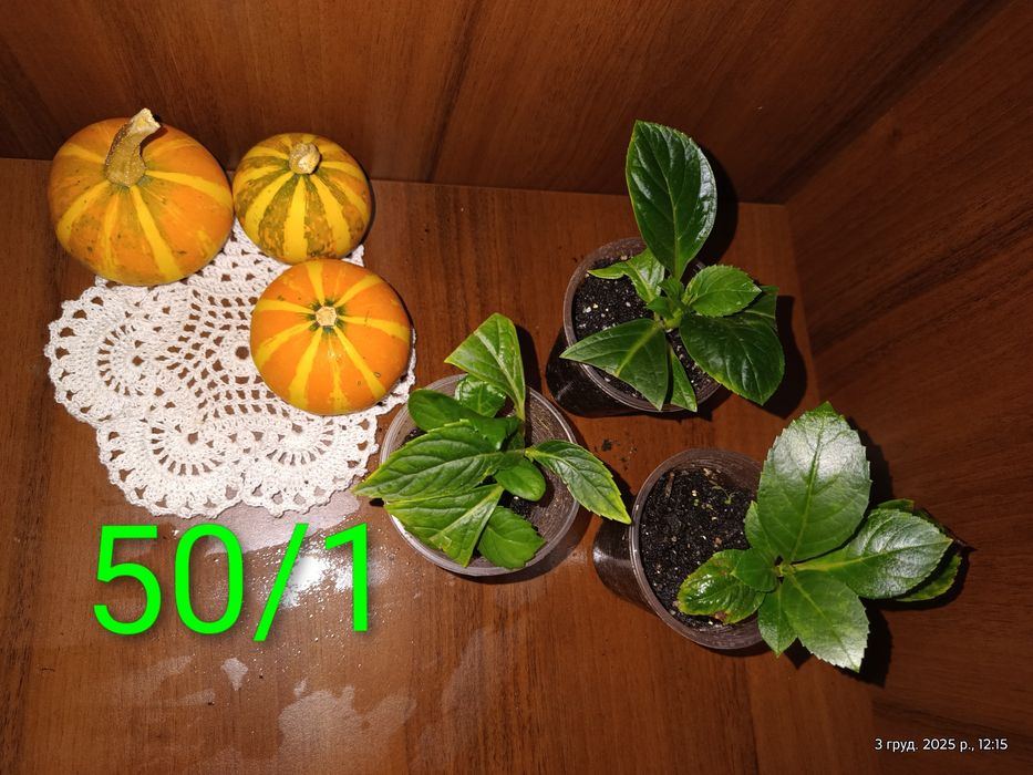 Калла,ахіменеси, традесканція ,фуксія,фікус,бугенвіллія, горт. широкол