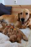 SUCZKA Bibi Golden Retriever JASNO ZŁOTY/szczeniak po championie