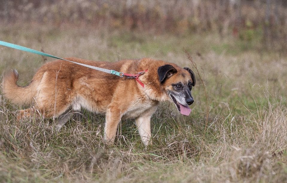 Guliwer - cudny pies do adopcji TRANSPORT