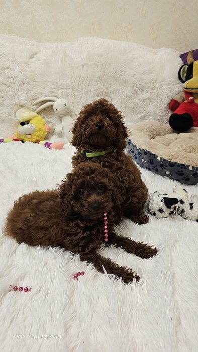 Ляльковий той пудель , без браку, від китайських батьків