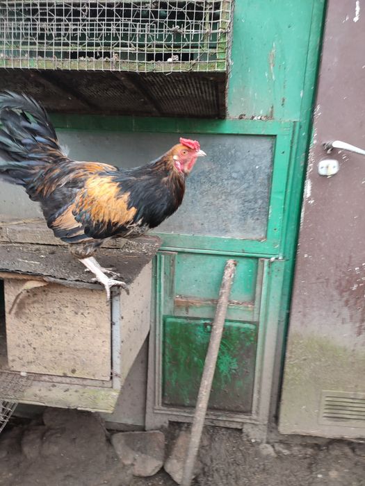 Koguty ozdobne młode