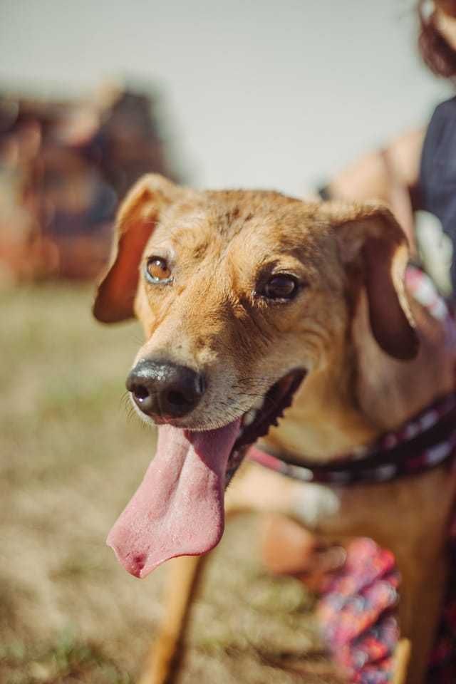 Boby: um guerreiro que viveu acorrentado desde bebê!