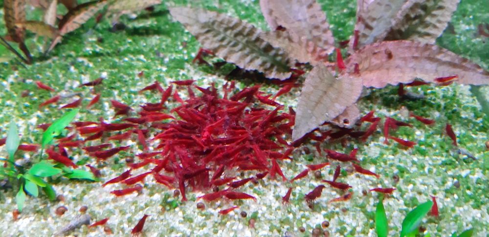 Krewetki Bloody Mary Warszawa metro Racławicka super jakość!