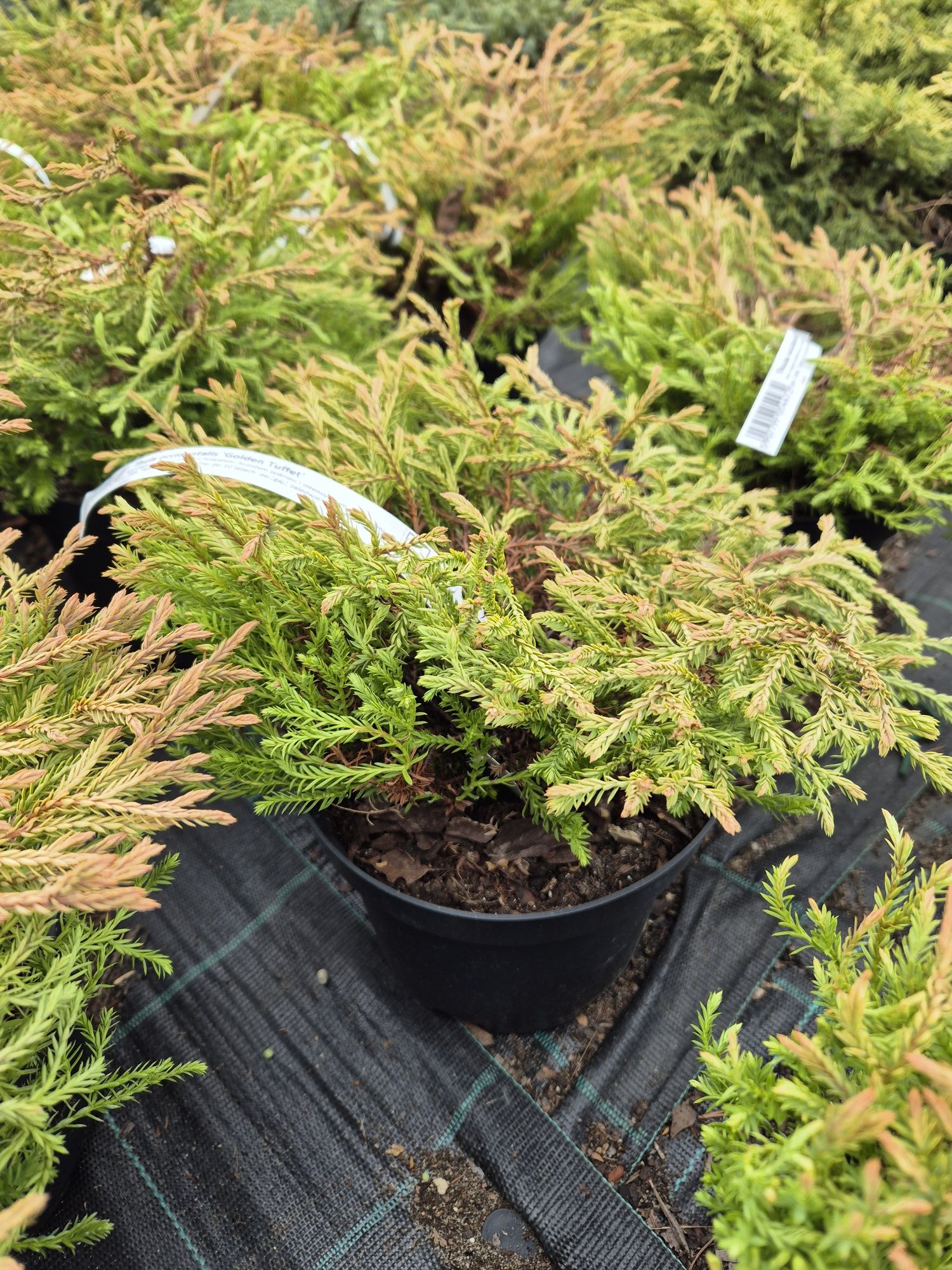 Thuja Golden Tuffet nowosc 2 szt
