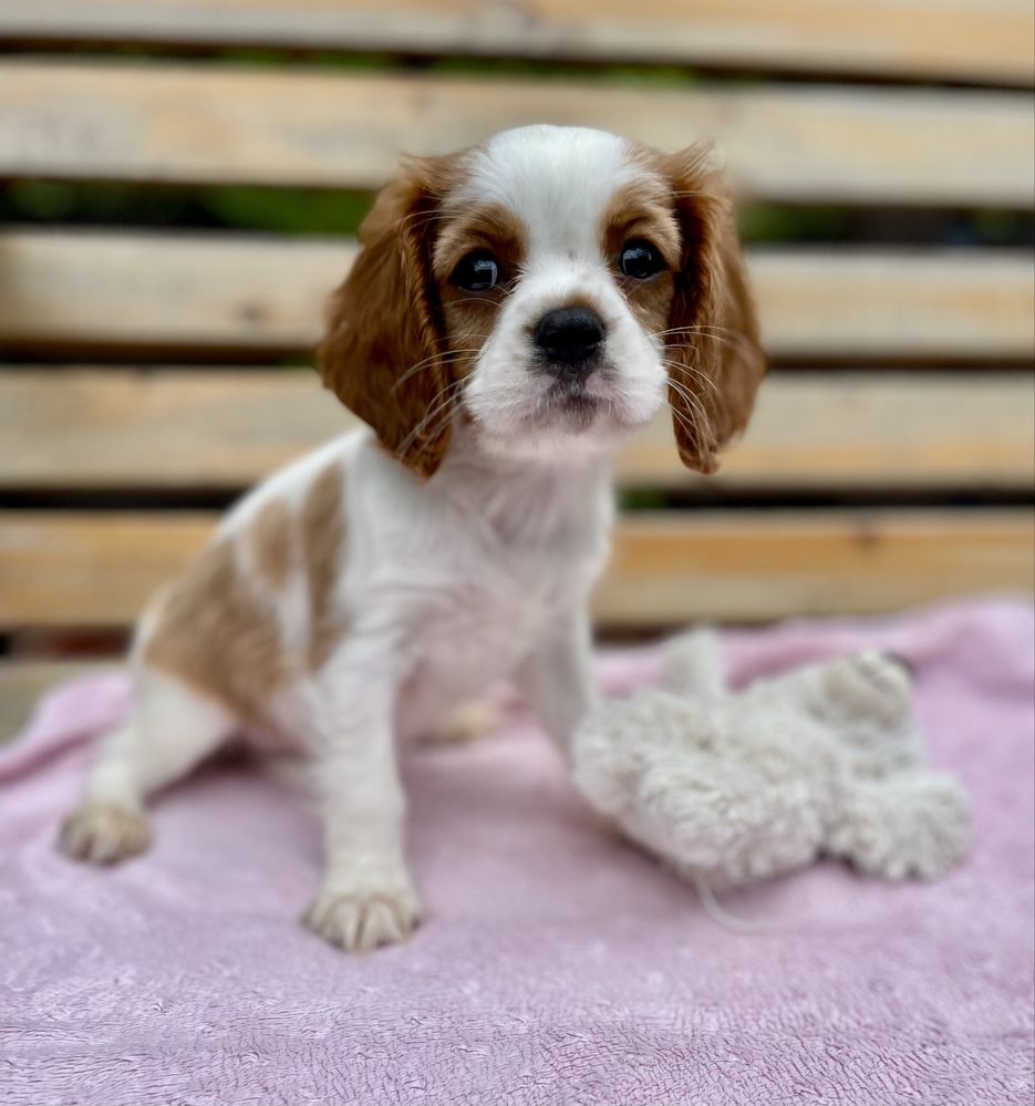 Cavalier king charles spaniel sunia bh