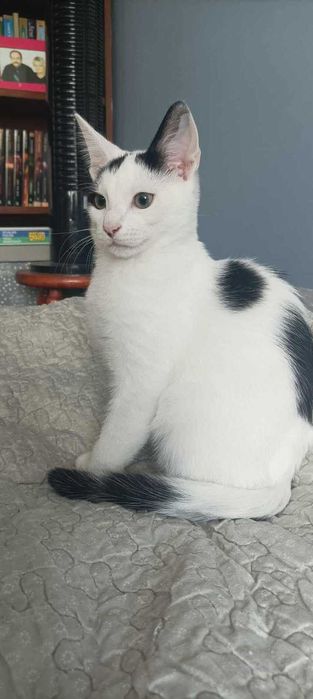 Remik i Romiś duet idealny