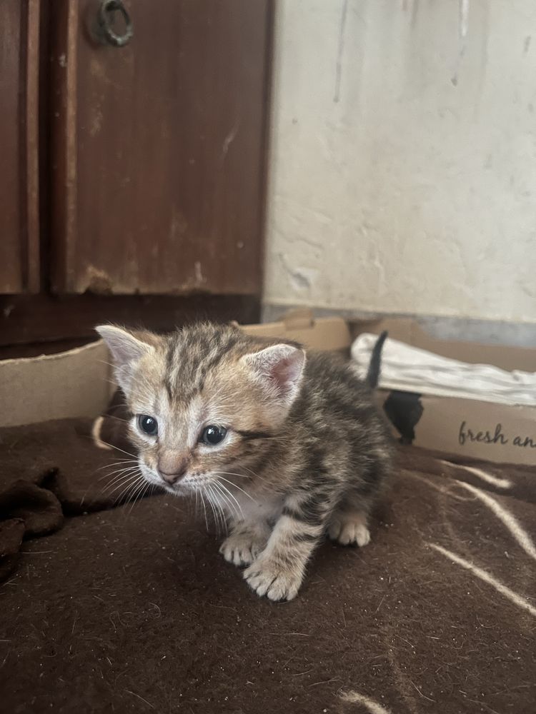 Gatinhos para adoção responsável