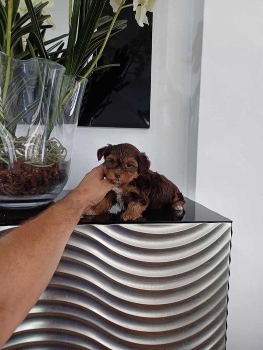 Yorkshire Terrier Miniatura FEMEA CHOCOLATE AFOGUEADA