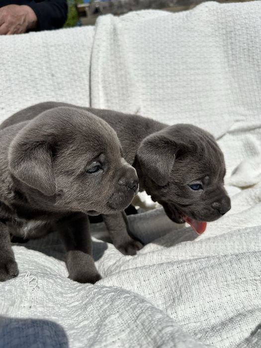 Cane Corso, хлопчик, ім’я Грей, вік 1 місяць