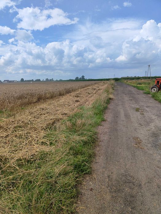 Pszenica ozimą w workach 50 kg lub big bag 1000zl/t