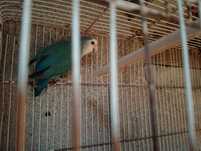 Agapone macho bonito