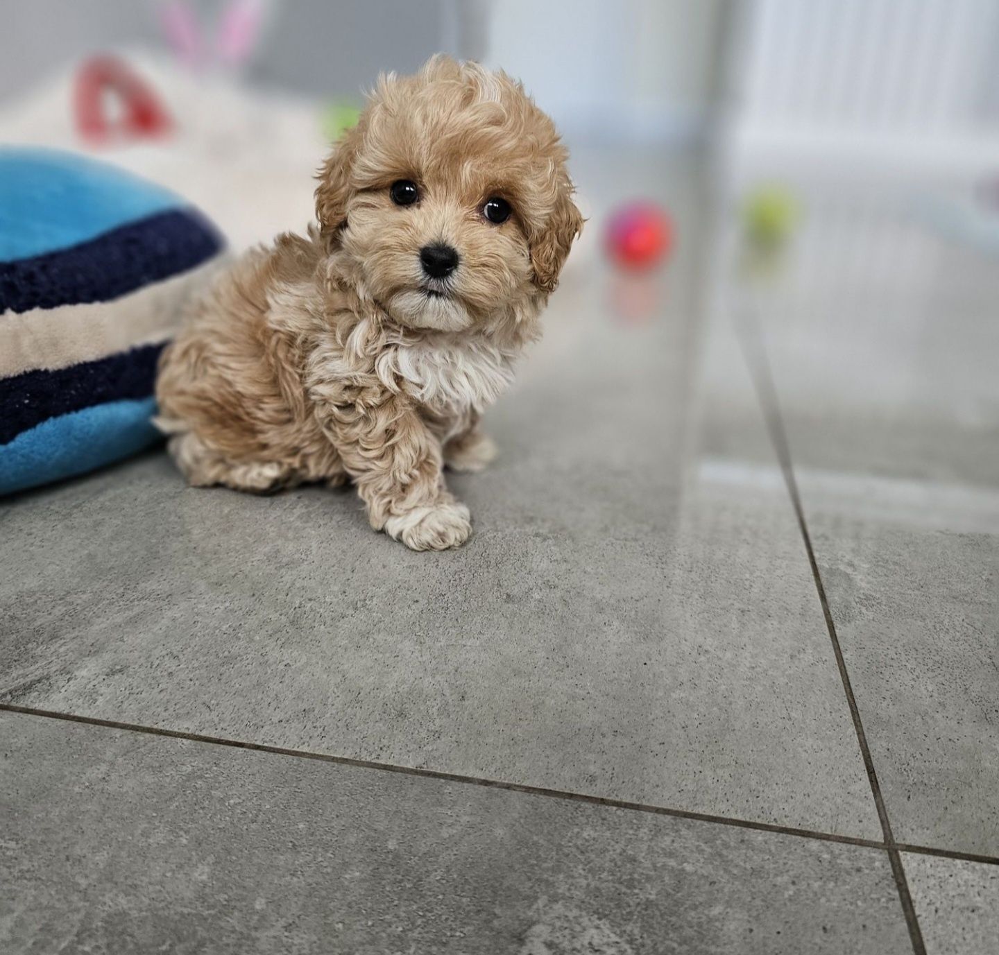 Maltipoo Maleńki Pudelkowy Chłopczyk