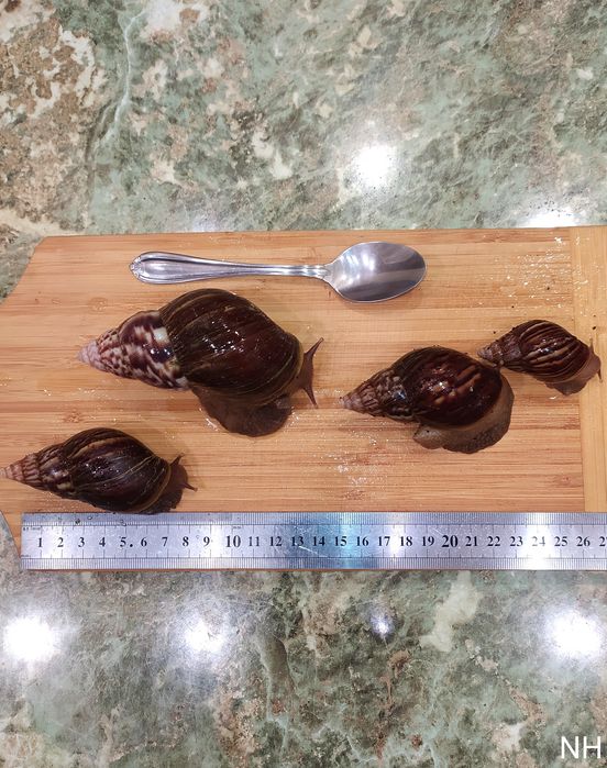 Ахатина гігантська. Равлики.