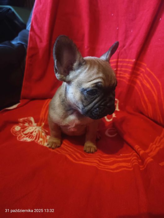 Buldog francuski , SUCZKA