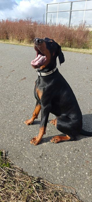 Newton po Championie stabilny, inteligentny, bdb rodowód (FCI) ZKwP