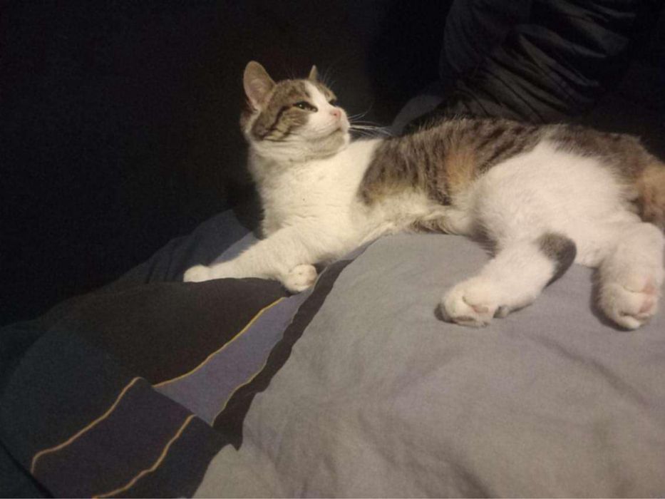 Oddam kocurka 4 miesiecznego