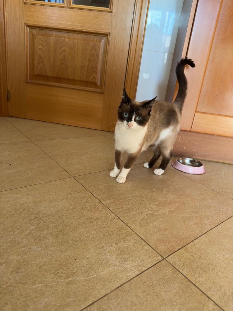 Gato para Adoção Responsável