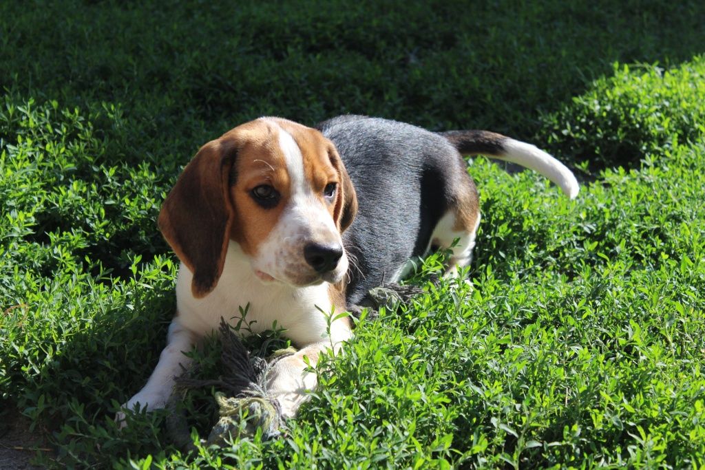 Beagle piesek do odbioru