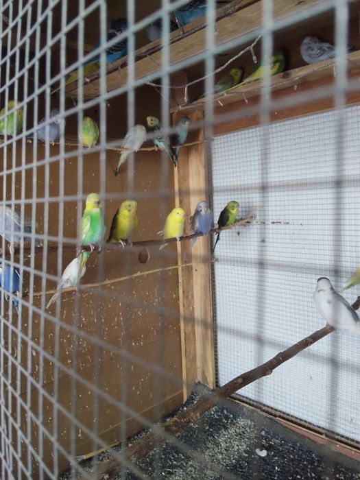 Piriquito australiano