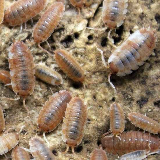 Isopody ozdobne - ekipa sprzątająca do terrarium