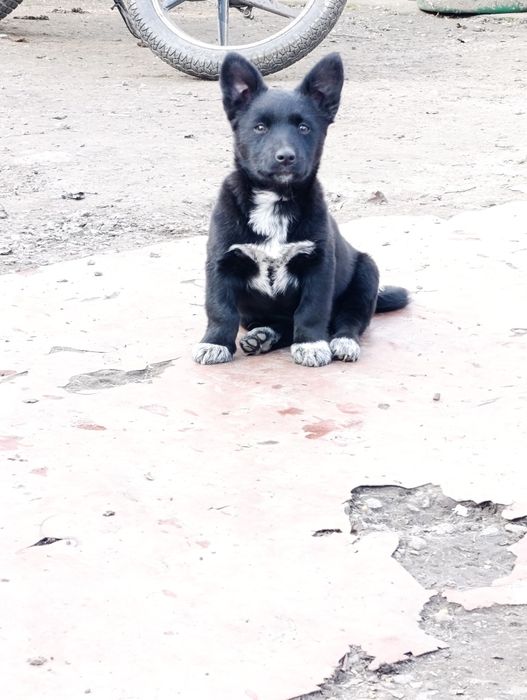 Дівчинка в добрі руки