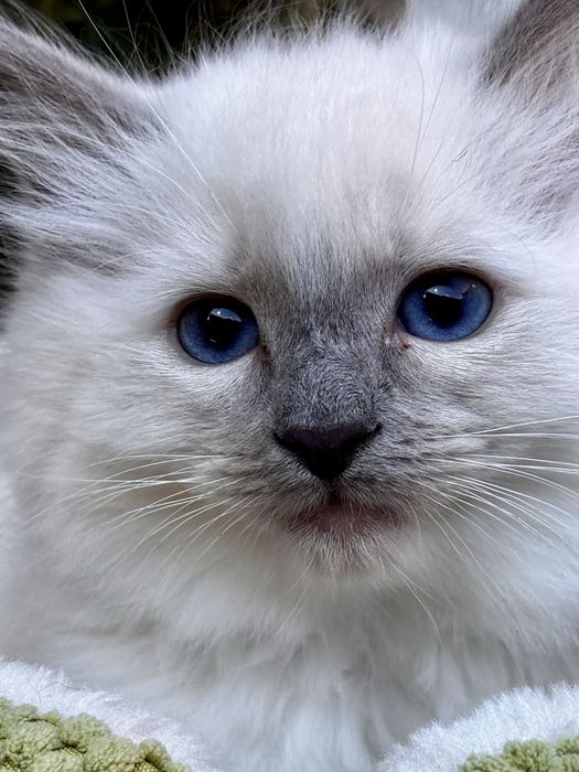 Kotka Ragdoll - Ochra