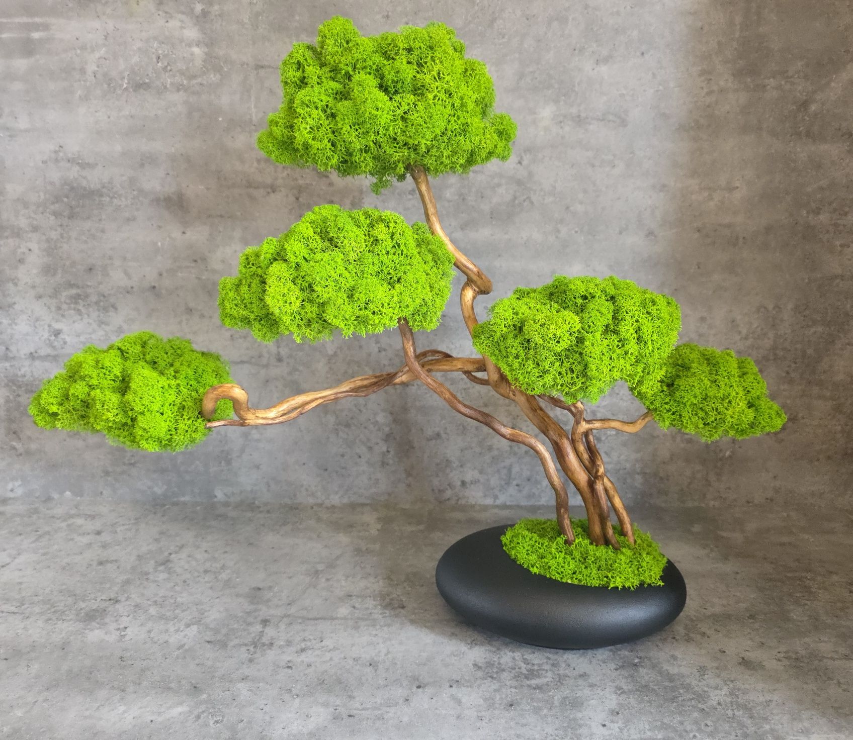 Drzewko Bonsai. Mech Chrobotek. Prezent. Dekoracje wnętrz.