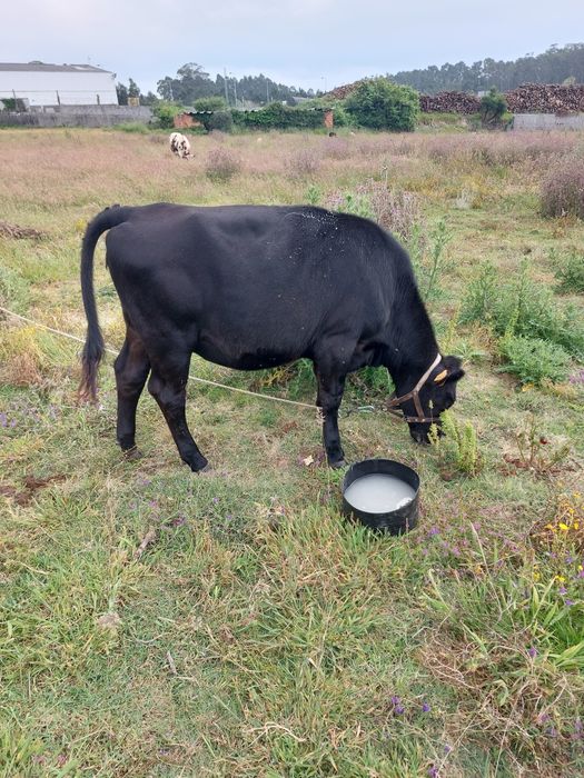 Novilha cruzada de angus