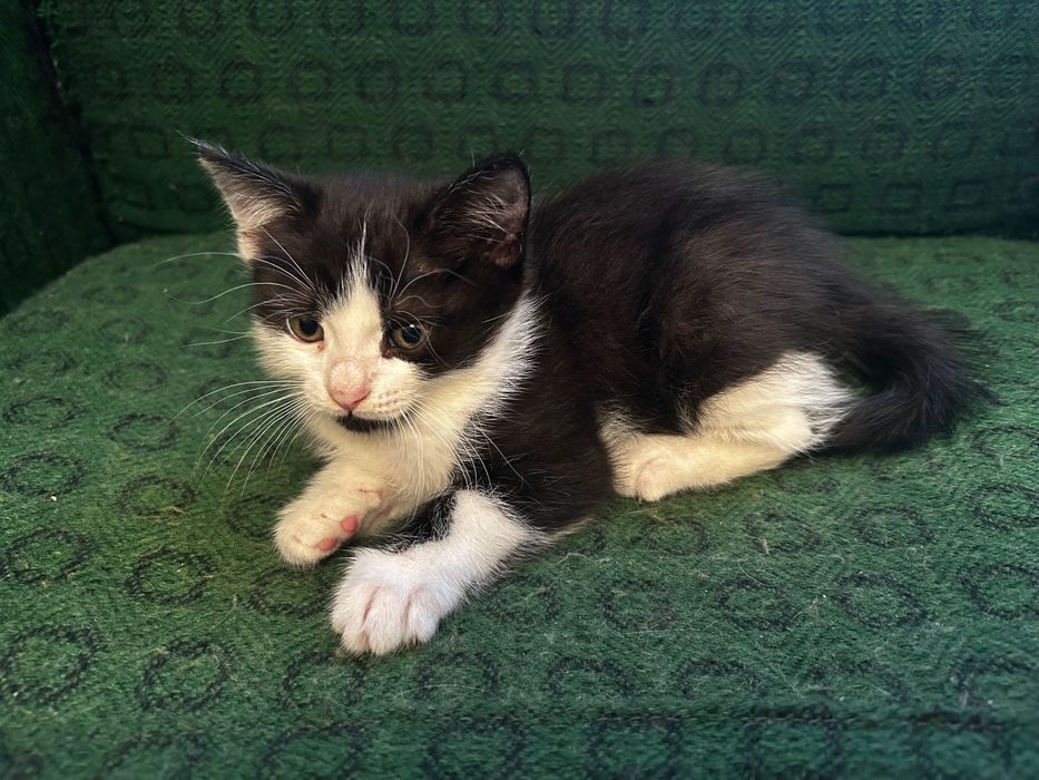 Отдам котенка бесплатно