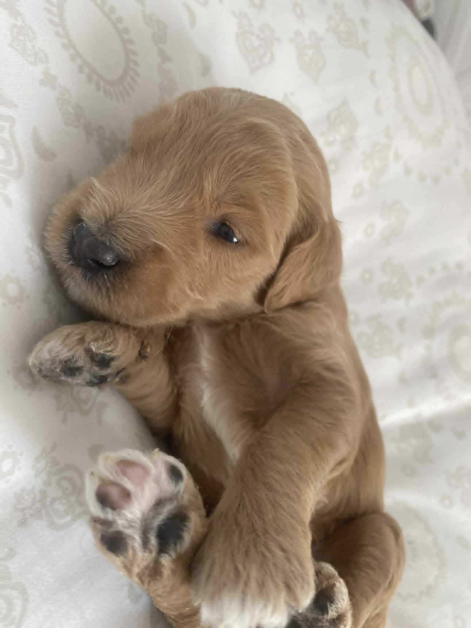 Labradoodle F3b chłopczyk