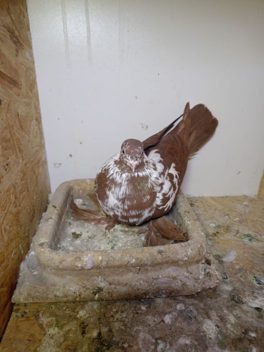 Sprzedam gołębie ozdobne