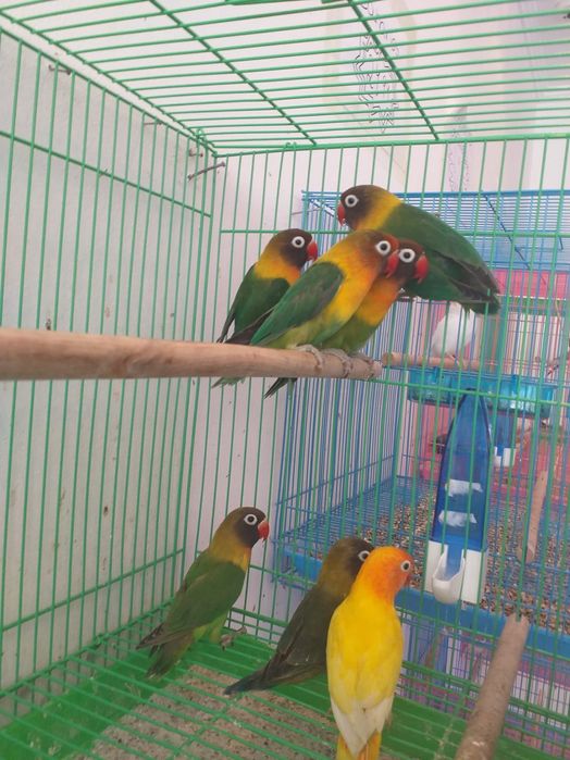 Roseicollis Loja Profissional