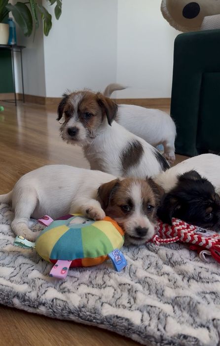 Jack Russell Terrier ZKwP FCI