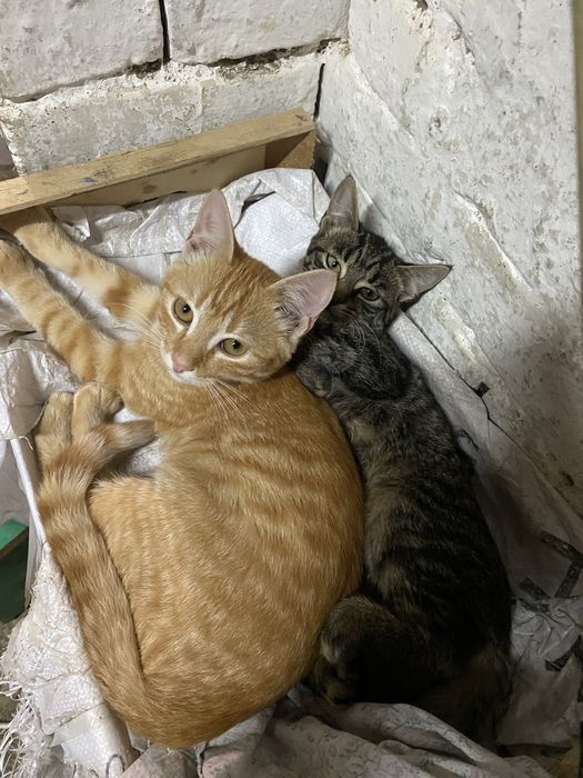 Кошенята підрощені