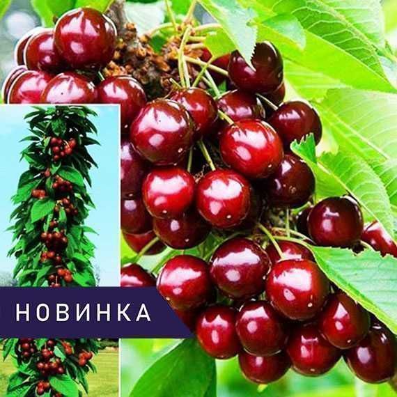 Саджанці Колоновідної Черешні/Саженцы Колоновидной Черешни