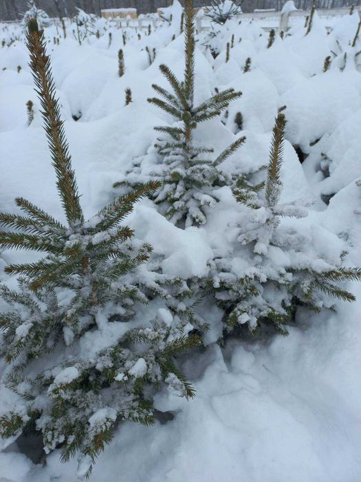 Новорічні ялинкі