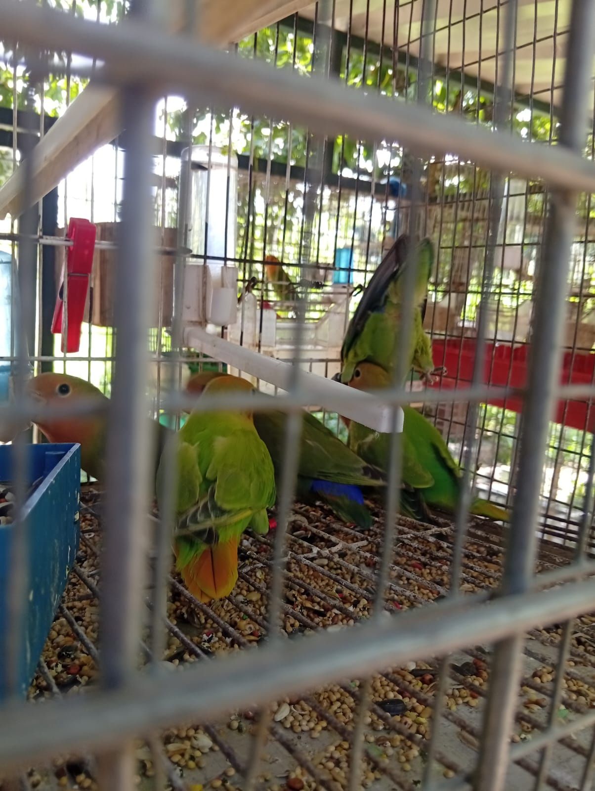 Cedo agapones novos