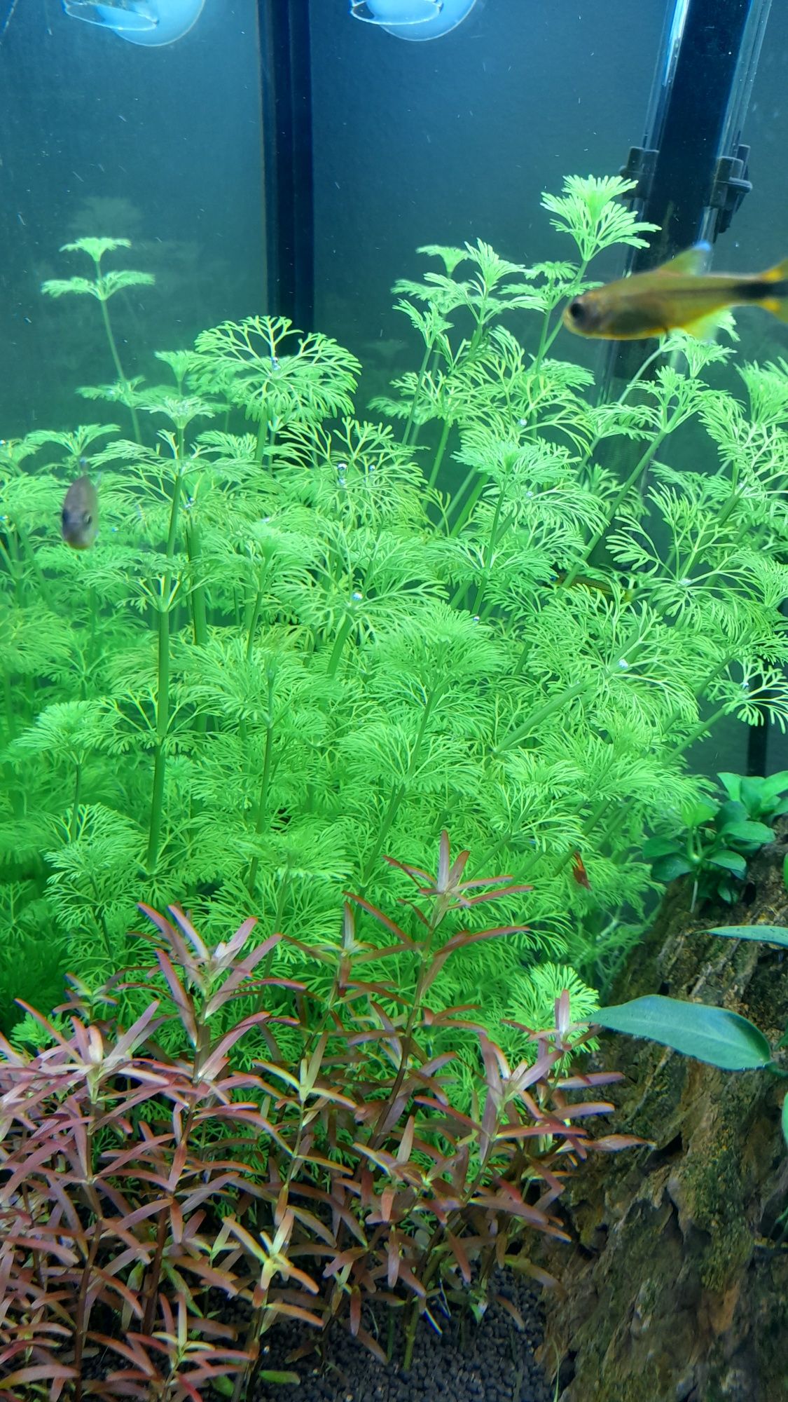 Limnophila sessiflora (TROCA)