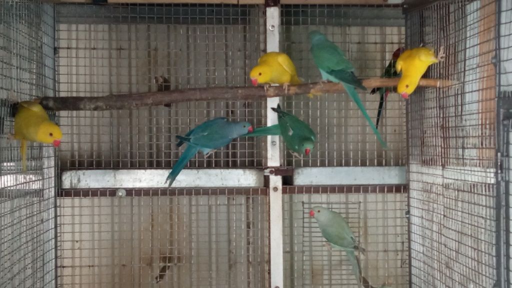 Ring Neck Caturras Roselas