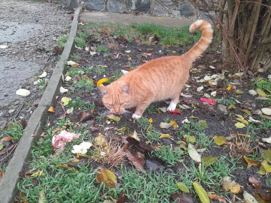 Котик в надійні руки!!!