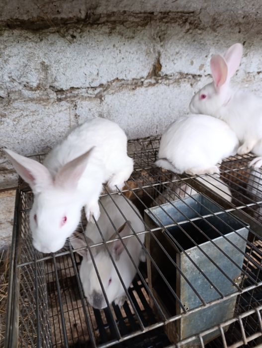 Продам кролів 2-х місячних