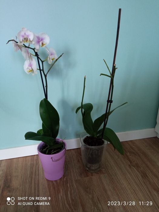 phalaenopsis dwie sztuki fioletowy i biało- fioletowy