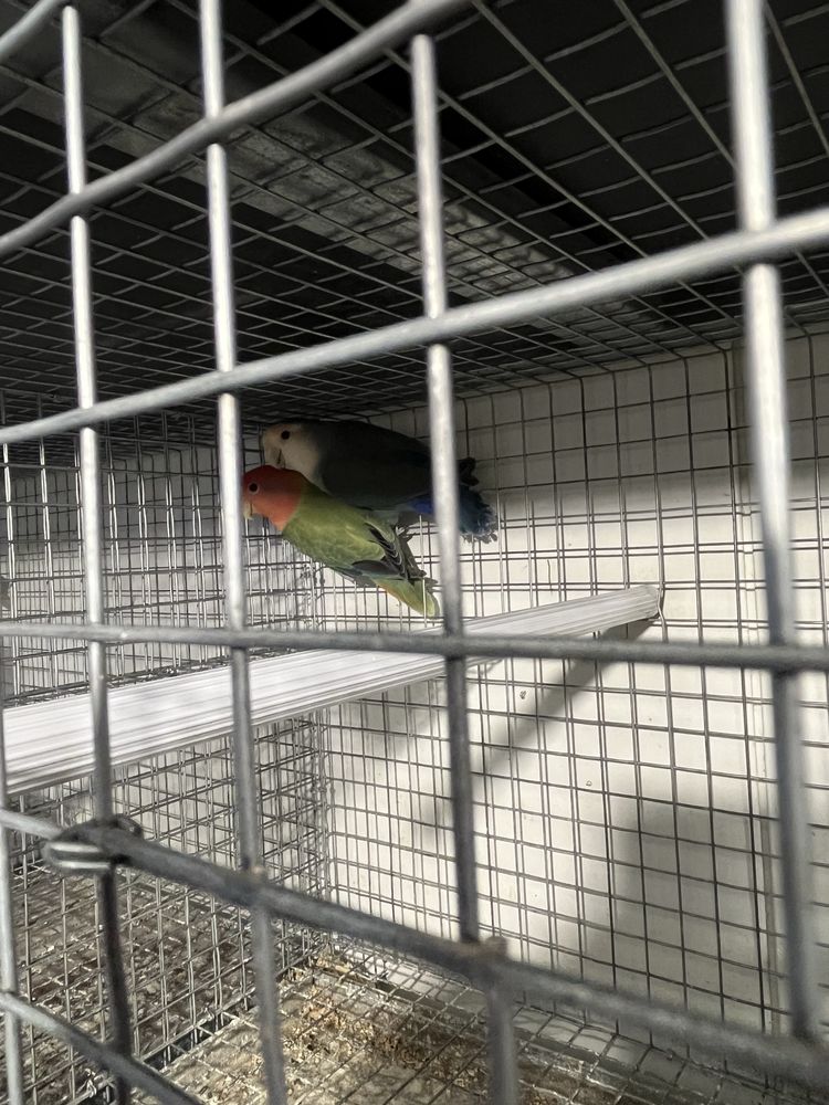 Casais de agapornis rossicolis reprodutores