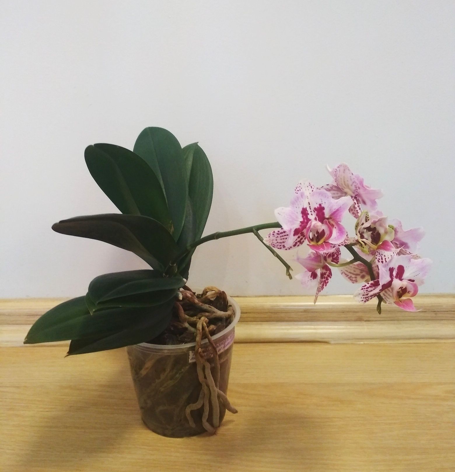 Орхидея фаленопсис, бабочка