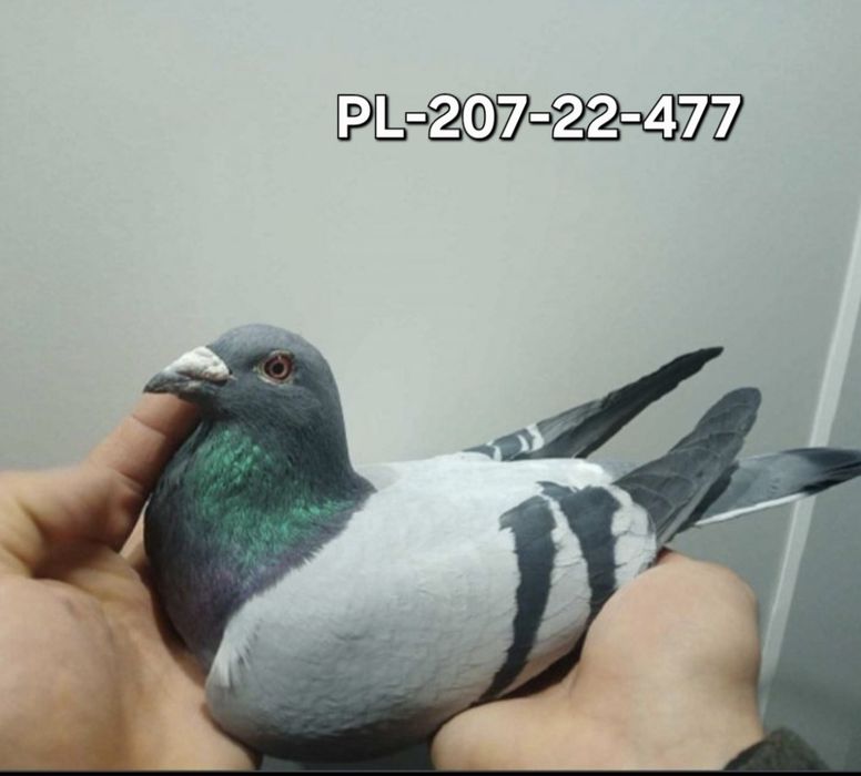 Gołąb pocztowy Samiec M.Ankus x T. Rumiński