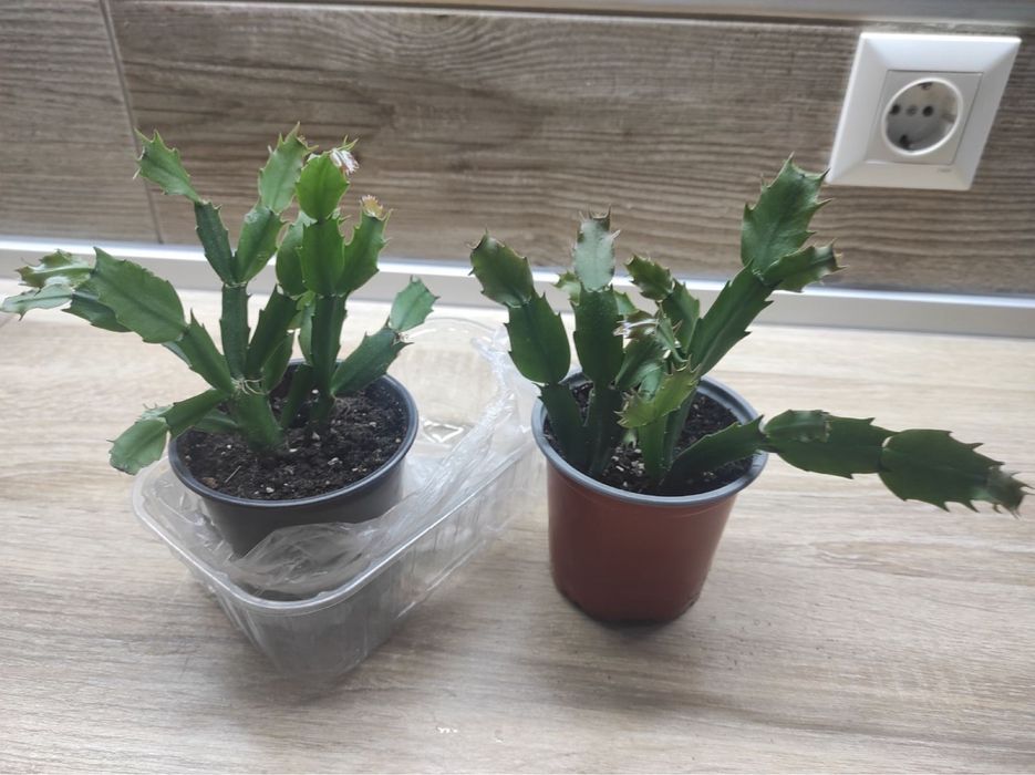 Рождественник красный